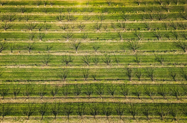Luftaufnahme Eines Obstgartens Mit Apfelbäumen Bei Sonnenuntergang Die Felder Sind — Stockfoto