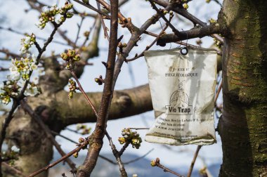 Loriol, Fransa - 17 Mart 2023: Vio-trap Fransa 'da onaylanan ilk zeytin sineği tuzağıdır. Vio-trap, Organik Tarım 'da kullanılabilir. Bu BIO çözeltisi, özellikle zeytin sineğine uyarlanmış bir sinek tuzağı..