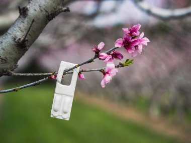 Loriol, Fransa - 17 Mart 2023: Feromon dağılımı - Çiftleşme bozulması yoluyla böcek öldürücü kontrol. Çiftleşmeye engel olarak şeftali bahçelerini zararlılardan koruyorum. BASF - Kimya Şirketi