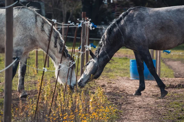 两匹马的爱情 灰的和白的 鬃毛上有辫子 在牧场里的马的特写 分开的马带辫子的马 — 图库照片