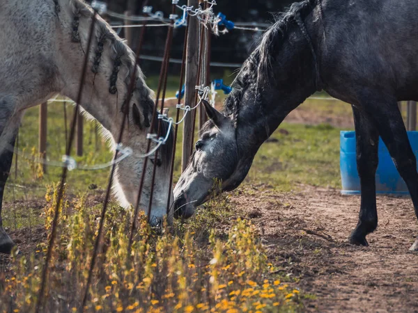 两匹马的爱情 灰的和白的 鬃毛上有辫子 在牧场里的马的特写 分开的马带辫子的马 — 图库照片