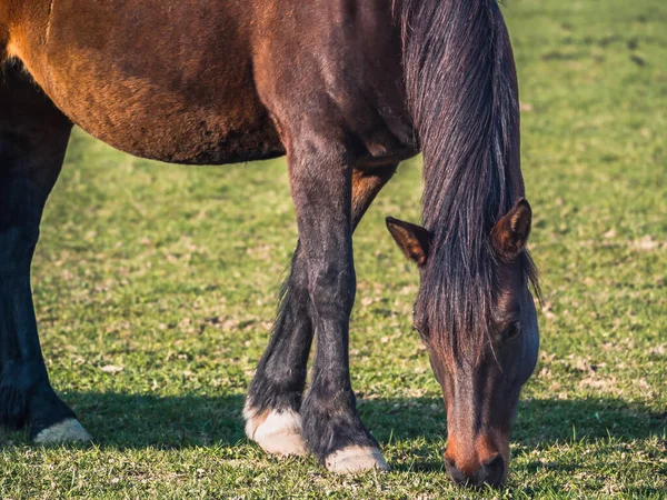 深褐色的母马在牧场上吃草 — 图库照片