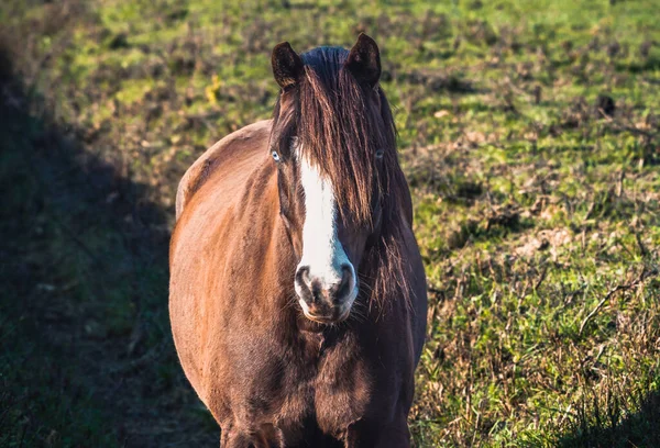 一匹棕色的马 面对着摄像机在牧场中央 在晨风中 在晨光的照耀下 一匹蓝蓝的眼睛和刘海的马 — 图库照片