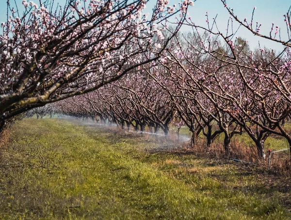 Tree watering system. Spring watering Apricot trees being watered. Blooming apricot flowers