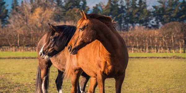 早上两匹马朝同一方向看的画像 两匹棕色的马在清晨的阳光下在牧场上 一匹蓝眼睛的马 — 图库照片