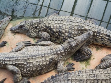 Fransa 'daki Drme Bölümü Pierrelatte' deki timsah çiftliğinde timsahlar.