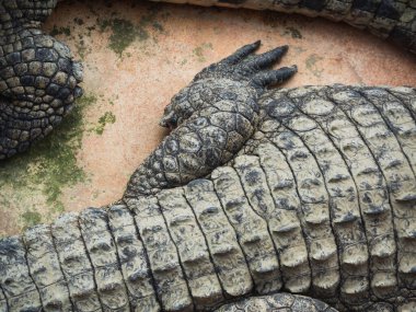 Fransa 'daki Drme Bölümü Pierrelatte' deki timsah çiftliğinde timsahlar.