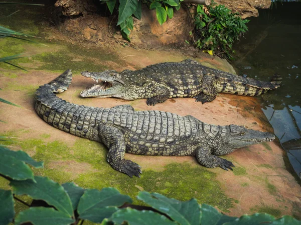 Krokodýli Farmě Krokodýlů Pierrelatte Departementu Drme Francii — Stock fotografie