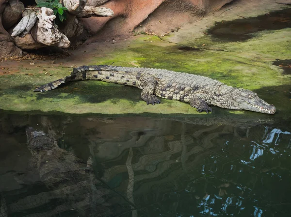 stock image Crocodiles in the farm of crocodiles at Pierrelatte in the department of Drme in France