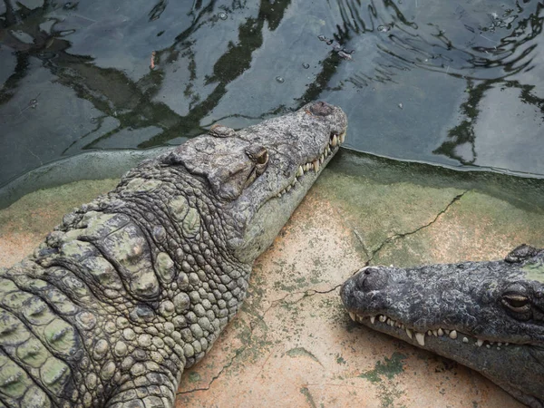 stock image Crocodiles in the farm of crocodiles at Pierrelatte in the department of Drme in France