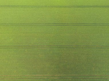 Mahsulle ilgileniyorum. Büyük bir tarım arazisinin havadan görünüşü. Kuşbakışı yeşil buğday tarlaları, hatta traktör için tasarlanmış yol şeritleri. Çiftlik arazilerindeki soyut kalıplar. Düz çizgi. Arkaplan