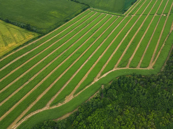 照顾好庄稼 从空中俯瞰一片广阔的农田 从鸟瞰的角度来看 绿色的麦田 甚至是供拖拉机使用的车道 农田上的抽象模式 — 图库照片