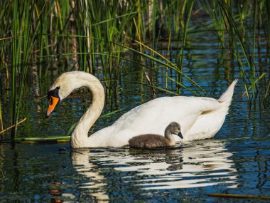 Swan with babies swimming in the lake trying to get food clipart