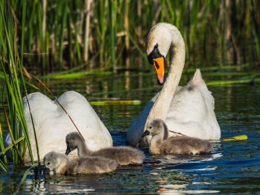 Gölde bebekle yüzen iki kuğu yiyecek bulmaya çalışıyor.