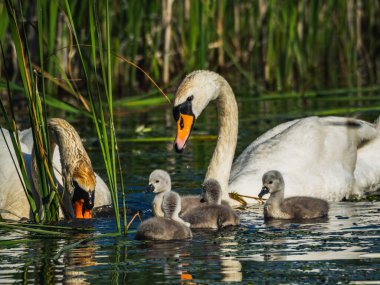 Gölde bebekle yüzen iki kuğu yiyecek bulmaya çalışıyor.