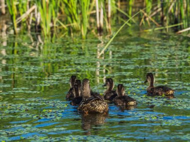Gölde yüzen küçük ördekler