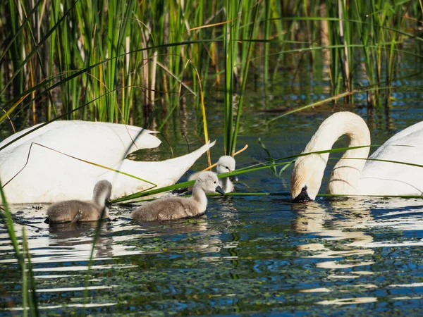 Два Лебеді Немовлятами Плавають Озері Намагаючись Отримати Їжу — стокове фото