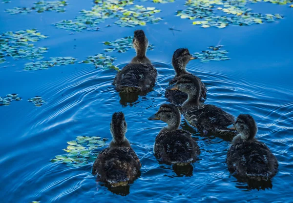 Petits Canards Nageant Sur Lac — Photo
