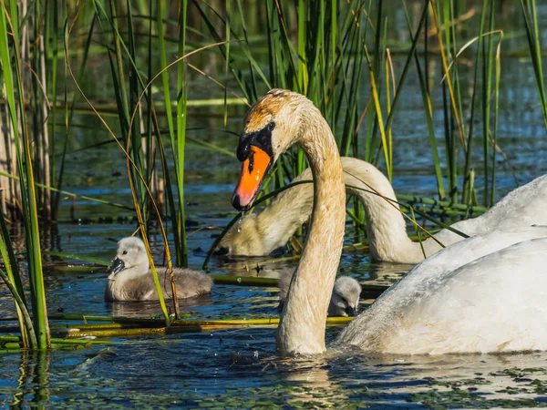 Two swans with babies swimming in the lake trying to get food