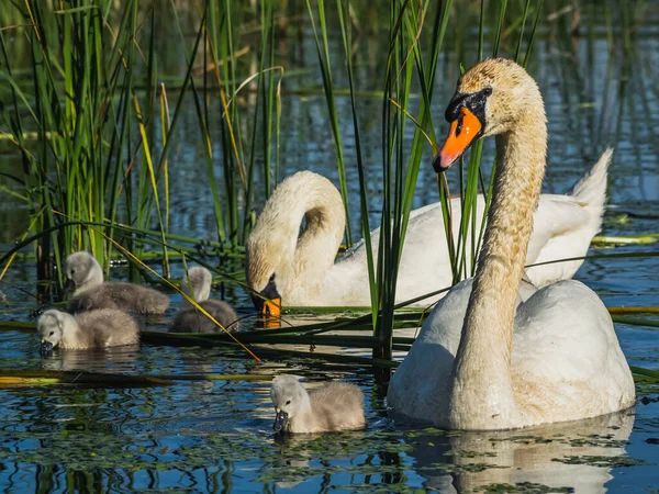 Dois Cisnes Com Bebês Nadando Lago Tentando Obter Comida — Fotografia de Stock