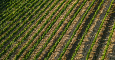 Günbatımının parıltısında olgunlaşan üzüm sıraları ve güney Fransa 'da dağlık arazi..