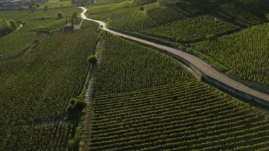 Tain Hermitage, Rhone Valley, Fransa 'nın En Ünlü Şarap Bölgesi ve Manzarası Üzüm Bağları' nda Gün Batımı