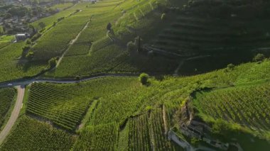 Tain Hermitage, Rhone Valley, Fransa 'nın En Ünlü Şarap Bölgesi ve Manzarası Üzüm Bağları' nda Gün Batımı