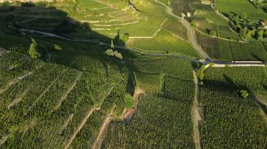Tain Hermitage, Rhone Valley, Fransa 'nın En Ünlü Şarap Bölgesi ve Manzarası Üzüm Bağları' nda Gün Batımı