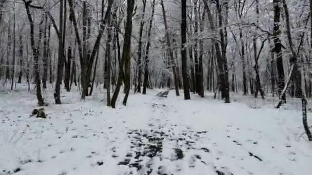 Kışın Insansız Hava Aracı Uçuşu Avrupa Doğası Karlı Bir Ormanla — Stok video