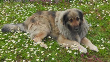 Üzerinde küçük çiçekler olan yeşil çimlerin üzerinde uzanmış kameraya bakan büyük kıllı bir köpek. Yüksek kalite 4k görüntü