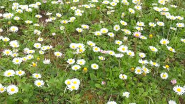 Baharda güzel papatya tarlası. Kamera alanı ortaya çıkarmak için yukarı doğru hareket ediyor. Doğa, çiçekler, bahar, biyoloji. Yüksek kalite 4k görüntü