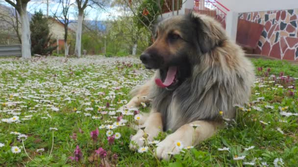一只毛茸茸的可爱的大狗躺在绿草上 上面有小花 它看着摄像机 高质量的4K镜头 — 图库视频影像