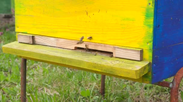 Fliegende Bienen Den Bienenstock Schöne Naturtiere Video Von Bienen Fliegen — Stockvideo