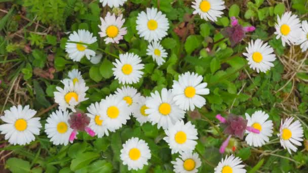 Schöne Gänseblümchenblümchen Bewegen Sich Kreis Über Den Blumen Natur Blumen — Stockvideo
