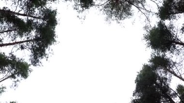 Ormanın zemininden yukarı bakan daire şeklinde bir video. Çam ağaçları bulutlarla dolu beyaz gökyüzüne ulaşır gibi uzanıyor. Yüksek kalite 4k görüntü