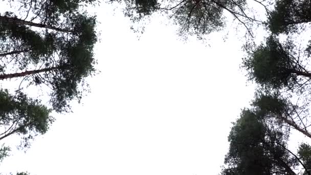 森の床から眺めるサークルビデオ まるで雲に満ちた白い空に達するかのように松の木が伸びる 高品質の4K映像 — ストック動画