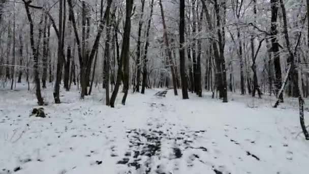 冬には森の中を飛行する ヨーロッパの自然 雪の森と寒い冬の朝 そうだ 高品質4K映像 — ストック動画