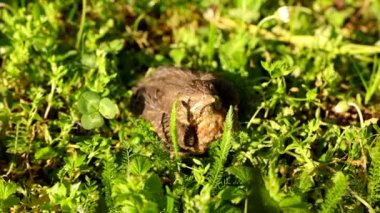 Korkmuş bebek karatavuk türküsü yuvasından düştü ve uzun güneşli çimenlerin arasına saklandı. Yüksek kalite 4k görüntü