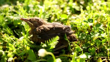 Korkmuş yavru karatavuk türdus merula yuvasından derin bir nefes alarak uzun güneşli çimenlerin arasına saklanıyor. Yüksek kalite 4k görüntü