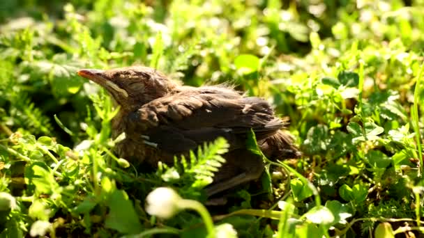 恐ろしい赤ちゃん共通のブラックバードタークーメルーラは 背の高い日当たりの良い草の間に隠れている巣から重く落ちました 高品質の4K映像 — ストック動画
