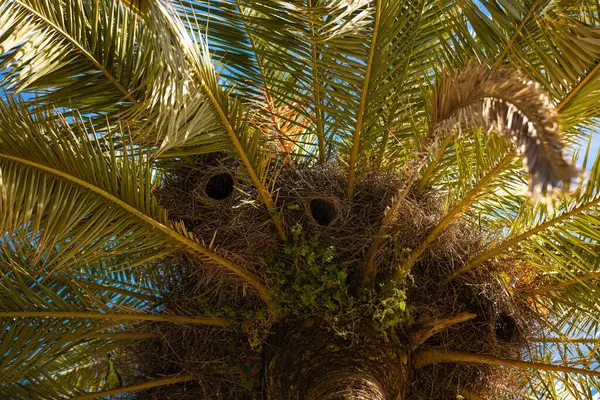 Birds parrots nests in a palm tree in Spain. Beautiful life in the palm tree. Nature concept. High quality photo