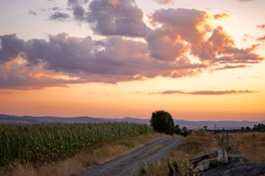 Mor turuncu bir gün batımı gökyüzü bir mısır tarlası ve yalnız bir ağaç üzerinde. Güzel manzara fotoğrafçılığı. Yüksek kalite fotoğraf