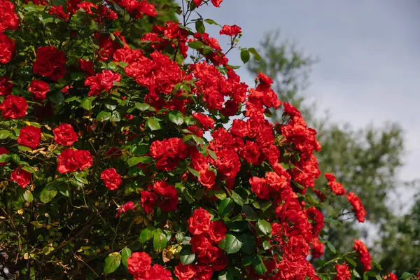 Red roses bush. Beautiful roses nature shot. Grey clouds sky behind the bush. High quality photo
