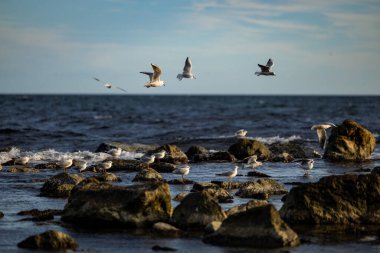 Bulgaristan 'ın Karadeniz' inde deniz kuşları kolonisi. Yüksek kalite fotoğraf