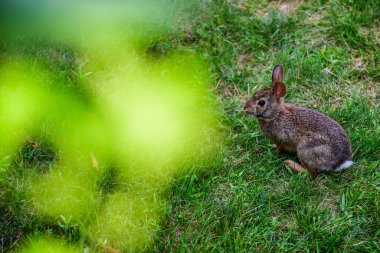 Yeşil bir tarlada vahşi bir tavşan. Vahşi bir tavşanın yüksek kaliteli fotoğrafı..