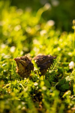 Yavru bir karatavuk yuvasından düştü yeşil sarı çimenlerin arasına saklandı. Yüksek kalite fotoğraf