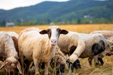 Beyaz koyunlardan oluşan bir grup, çözünmüş arka plan tarlasında portreleri kapatıyorlar. Sarı saman kuru otlar. Siyah kulaklı bir koyun doğrudan kameraya bakıyor. Yüksek kalite fotoğraf