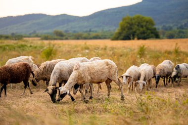 Sonbaharda tarlanın manzarası ve Bulgaristan 'ın küçük bir köyündeki kuru sarı otları yiyen bir grup beyaz koyun. Yüksek kalite fotoğraf