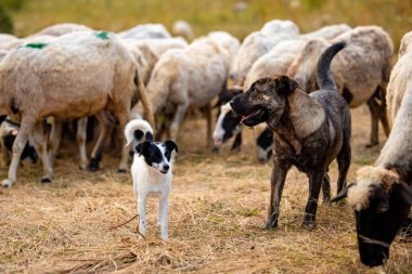 Çiftlikteki bir koyun sürüsü iki köpek tarafından korunuyor. Küçük ve büyük bir köpek. Koyunların altında sarı kuru otlar. Yüksek kalite fotoğraf