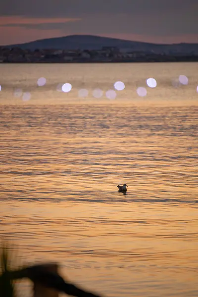 stock image A seagull bird silhouette swimming in the Black Sea. Sunset over the water. Sunset beautiful sky. Lights bokeh foreground. High quality photo